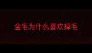 金毛为什么喜欢掉毛