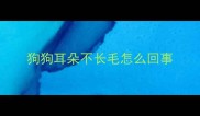 狗狗耳朵不长毛怎么回事