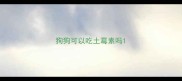 狗狗可以吃土霉素吗