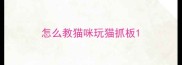 怎么教猫咪玩猫抓板