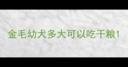 金毛幼犬多大可以吃干粮