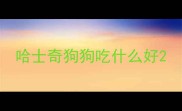 哈士奇狗狗吃什么好