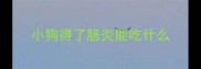 小狗得了肠炎能吃什么