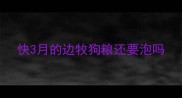 快3月的边牧狗粮还要泡吗