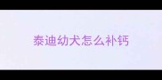 泰迪幼犬怎么补钙