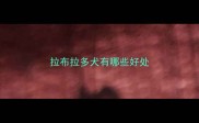 拉布拉多犬有哪些好处
