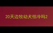 20天边牧幼犬怕冷吗