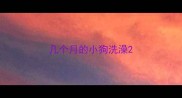 几个月的小狗洗澡