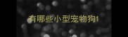有哪些小型宠物狗