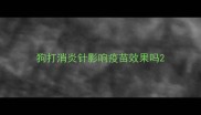 狗打消炎针影响疫苗效果吗