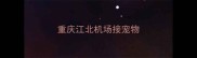 重庆江北机场接宠物