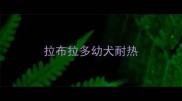 拉布拉多幼犬耐热
