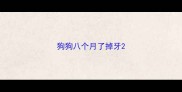 狗狗八个月了掉牙