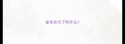 金毛长大了吃什么