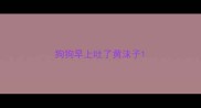 狗狗早上吐了黄沫子