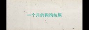一个月的狗狗拉屎