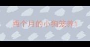 两个月的小狗笼养