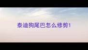 泰迪狗尾巴怎么修剪