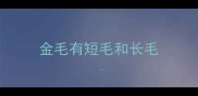 金毛有短毛和长毛