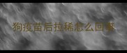 狗疫苗后拉稀怎么回事