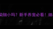 打完疫苗会传染细小吗新手养宠必看细小病毒避坑指南