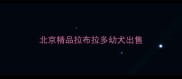 北京精品拉布拉多幼犬出售