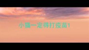 小猫一定得打疫苗