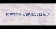 拉布拉多犬成年后有多大