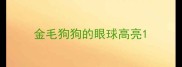 金毛狗狗的眼球高亮