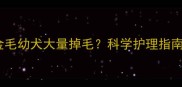 三个月大的金毛幼犬大量掉毛科学护理指南与常见误区