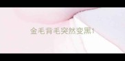 金毛背毛突然变黑