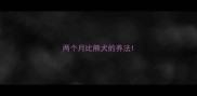 两个月比熊犬的养法