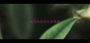 金毛和拉布拉多体臭