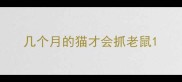 几个月的猫才会抓老鼠