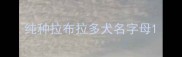 纯种拉布拉多犬名字母