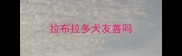拉布拉多犬友善吗