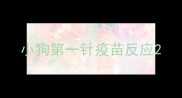小狗第一针疫苗反应