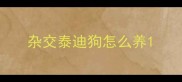 杂交泰迪狗怎么养