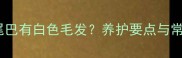 拉布拉多尾巴有白色毛发养护要点与常见问题全