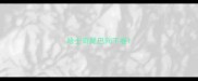 哈士奇尾巴向下卷