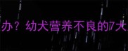 4个月哈士奇瘦弱怎么办幼犬营养不良的7大原因及科学喂养指南