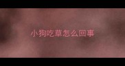 小狗吃草怎么回事