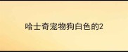 哈士奇宠物狗白色的