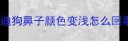 泰迪狗鼻子颜色变浅怎么回事