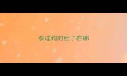 泰迪狗的肚子在哪