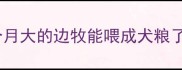 4个月大的边牧能喂成犬粮了吗