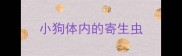 小狗体内的寄生虫