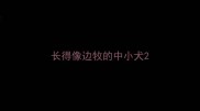 长得像边牧的中小犬