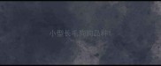 小型长毛狗狗品种