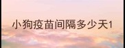 小狗疫苗间隔多少天